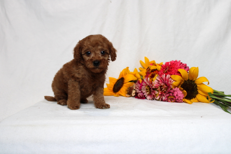 puppy, for, sale, Mini Goldendoodle F1BB, Matthew B. Stoltzfus, dog, breeder, Gap, PA, dog-breeder, puppy-for-sale, forsale, nearby, find, puppyfind, locator, puppylocator, aca